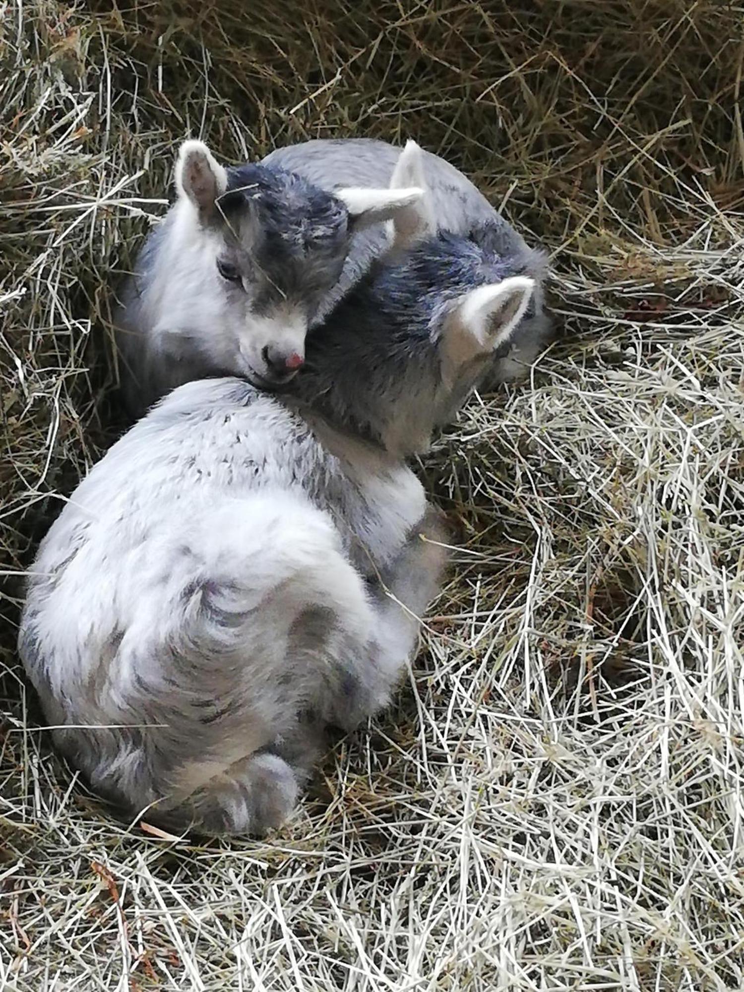 Appartamento Bauernhof Bichlhof Söll Esterno foto